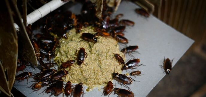 blatte germanique une infestation de cafards sur nourriture