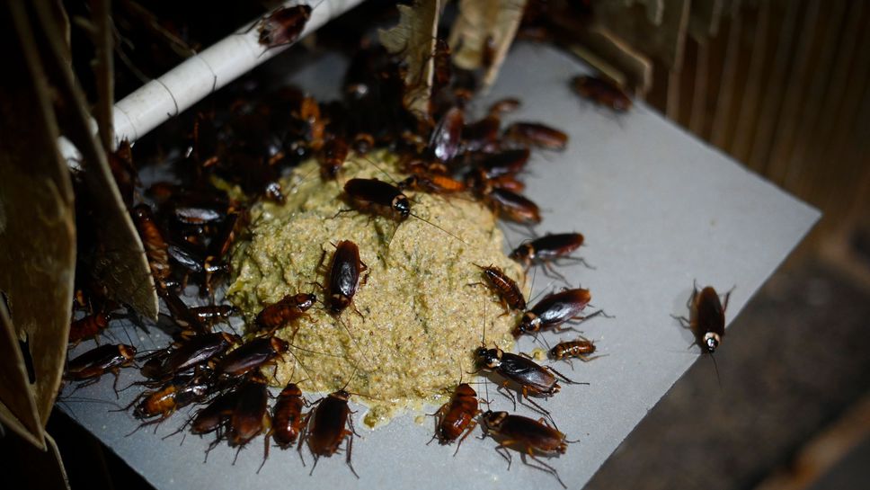 blatte germanique une infestation de cafards sur nourriture