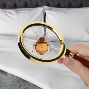 Détection des punaises de lit avant extermination par pulvérisation pour éliminer les infestations existantes pour prévenir les dommages futurs
