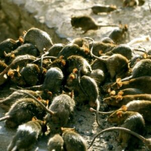 invasion de rats dératisation