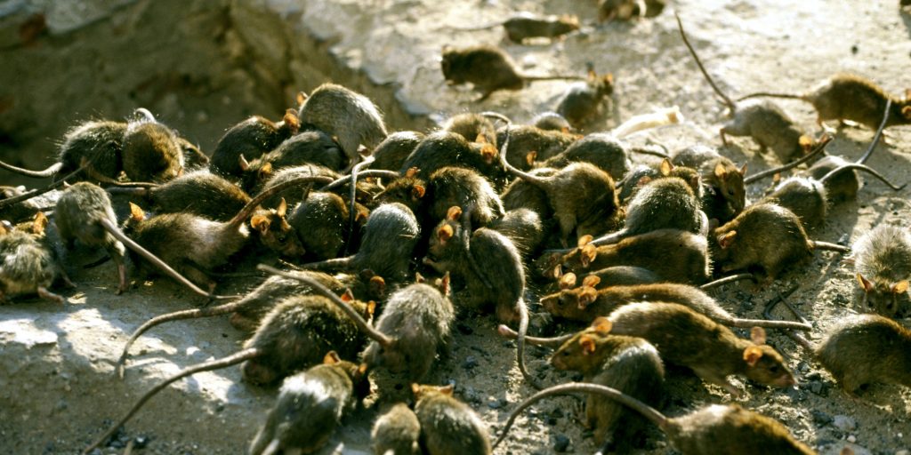 invasion de rats dératisation