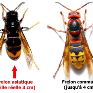 identification Frelon asiatique nuisible et frelon européen