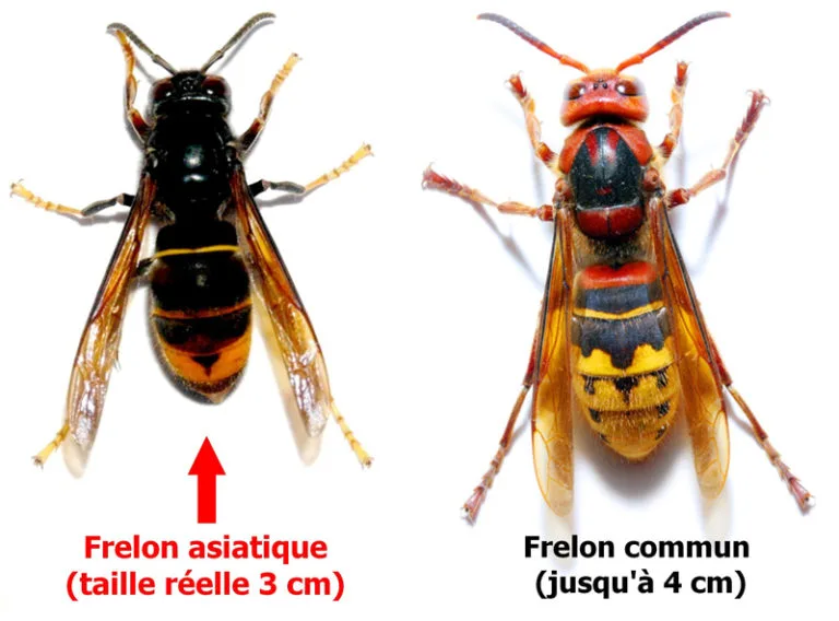 identification Frelon asiatique nuisible et frelon européen