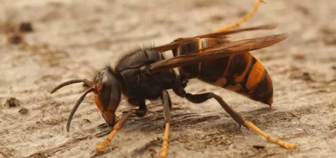 Frelon asiatique nuisible Couleur dominante noire, avec une large bande orange sur l'abdomen et un liseré jaune sur le premier segment, tête noir, la face jaune orangée, les pattes sont jaunes à leurs extrémités...