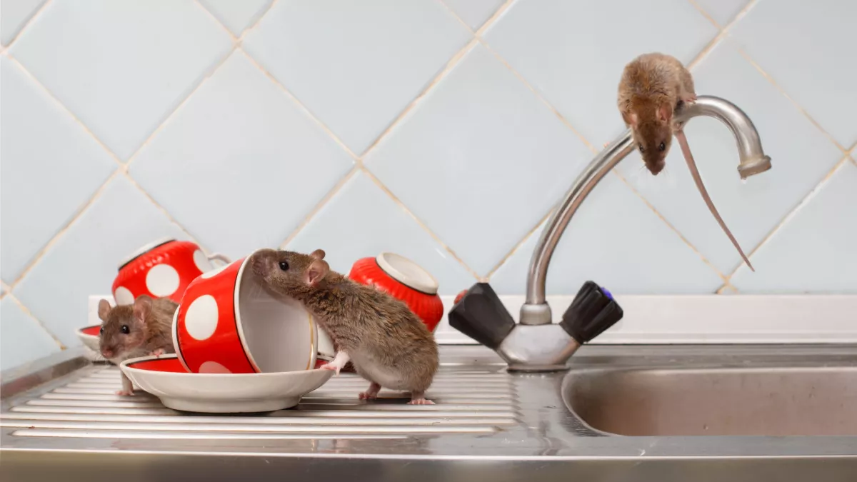 Trois souris sur l’évier de la cuisine dont une sur le robinet et les autres autour de tasses a café rouge points blanc