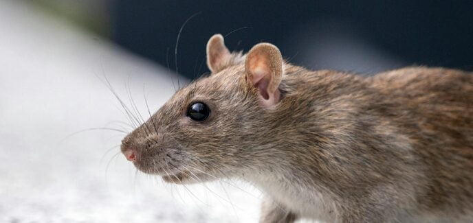 close up of a rat