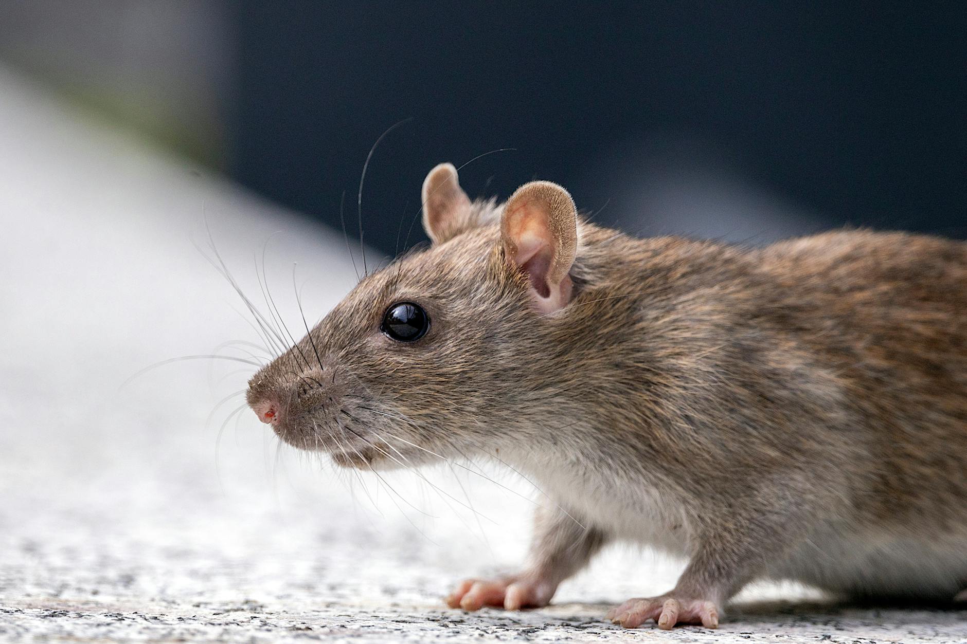 close up of a rat